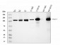 Anti-SND1 Antibody Picoband™ (monoclonal, 5F5E9)